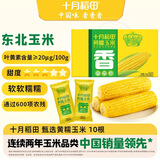 十月稻田 黄糯玉米 10根 4.4斤 东北粘玉米棒 低脂早餐 杂粮 粗粮礼盒