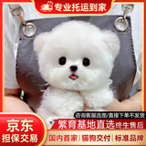 纯种比熊幼犬小型小体活物卷毛血统比熊犬茶杯宠物狗狗长不大可爱 宠物级 比熊视频选宠