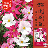寿禾 格桑花种子种苗混色波斯菊花卉种籽 波斯菊种子(混色大花)1000粒