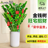 爱优尚金钱树盆栽客厅室内大型绿植办公室盆景摇钱串子乔迁开业源头直发