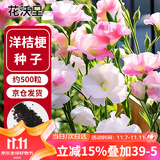 花沃里洋桔梗花种子500粒花卉种子家庭盆栽阳台庭院四季水果阳台盆栽