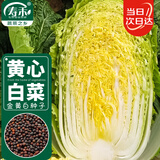 寿禾 黄心大白菜种子苗娃娃菜秋季种蔬菜种籽 金黄白白菜种子10g*3袋