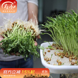 寿禾 豆种子豌豆苗秋冬季菜芽菜种籽蔬菜四季绿豆菜籽 麻豌豆种子 500g【芽苗菜用】