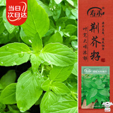 寿禾 荆芥种子苗大叶农田菜园可盆栽蔬菜种籽 大叶荆芥种子8g约4000粒