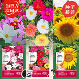 寿禾 花种子苗套装四季种易成活室内盆栽花草种籽 爆花三件套