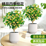 爱优尚桂花树苗四季桂盆栽可食用开花香室内外阳台客厅青瓷源头直发