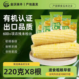 金沃瑞丰【25年头茬】白糯有机玉米棒220g*8根3.5斤 新鲜甜粘非转基因早餐