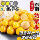 果犇犇云南姑娘果特大应季灯笼果水果新鲜现货甜菇凉当季整箱黄菇娘果 5斤精品装