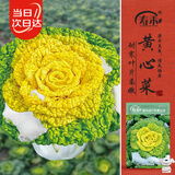 寿禾 奶油黄心乌塌菜种子种苗耐寒秋季黄心乌蔬菜种籽 黄心菜种子25g