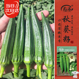 寿禾 黄秋葵种子苗秋季家庭盆栽种植菜种籽 潍丰卡里巴2号秋葵种子12g