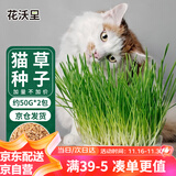 花沃里猫草种子50g*2包小麦草籽 花种子水培盆栽土太阳花卉种子阳台庭院