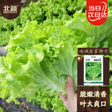 北蔬 生菜种子四季家庭种植蔬菜种子阳台种 卓脆玻璃生菜种子约2000粒
