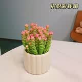 iosn钱串桌面小盆栽招财多肉植物办公室内阳台防辐射绿植懒人花好养活 7-10头招财彩钱串锦（塑料盆）