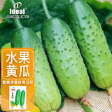 ldeal理想农业 水果黄瓜种子四季种蔬菜种籽阳台盆栽秋黄瓜旱黄瓜种子
