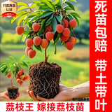 芥圃荔枝树苗 嫁接苗 官方真苗 荔枝苗南方种植可长10年大树果树果苗 荔枝王苗 【带土带叶  只卖真苗】 4年苗 高度：100-130cm