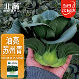 北蔬 苏州青黑叶矮脚种子秋冬耐寒糯米青菜油菜籽 矮箕苏州青种子40g