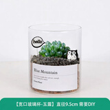 绿荫巷子多肉植物类绿植盆栽肉肉办公室内仙人掌球桌面带盆好养活小盆景 【玉露】高透玻璃杯土砂+hello猫头鹰