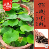 寿禾 开口碗莲种子水培已开口鱼缸植物荷花睡莲绿植 开口碗莲种子10粒