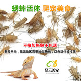 品云美宠白蟋蟀活体爬宠蜥蜴守宫鬃狮蜘蛛活食饲料(不拍加热包不包活） 白蟋蟀0.3-0.7cm 50只