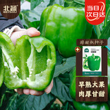 北蔬 甜椒种子种苗不辣青椒灯笼椒盆栽四季蔬菜种籽 绿甜椒种子20粒