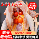 岽鲜 鸡 老母鸡 农家散养土鸡肉 新鲜冷冻整只炖汤鸡肉生鲜 黄油老母鸡2只 净重2斤/只