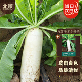 北蔬 萝卜种子苗早熟大白萝卜南北方秋季蔬菜种籽 马耳早萝卜种子40g