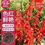寿禾 一串红花种子苗四季草种家庭盆栽种植花卉 一串红花种子约500粒