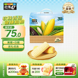 北纬47°杂粮礼盒 4斤 黄糯鲜玉米5根+白糯鲜玉米5根 早餐苞米礼盒装