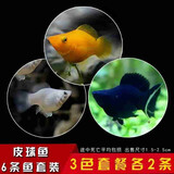 卡奇鱼 观赏鱼活体 胎生鱼 黑玛丽 皮球鱼 小型鱼 曼龙 热带鱼观赏鱼 三色玛丽球鱼各2条