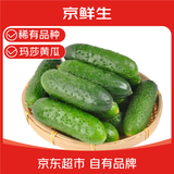 京鲜生 山东玛莎小黄瓜净重1.8斤单果50g+ 新鲜蔬菜 源头直发