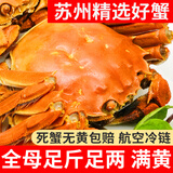 【活蟹】龙行大闸蟹现货鲜活螃蟹去绳足重特大公母河蟹海鲜礼盒装 全母蟹2.5-2.8两 8只