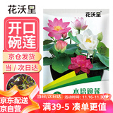 花沃里水培碗莲种子30粒/包不含盆 花卉种子荷花盆家庭庭院阳台碗莲盆栽