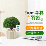 京云梦雾凇小盆栽北欧ins绿植办公室内除甲醛四季好养提拉米苏源头直发