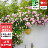 欧芽蔷薇花苗藤本月季花树特大庭院爬藤植物阳台花卉爬墙玫瑰耐寒盆栽 粉色蔷薇(小花) 1.3-1.5米高度