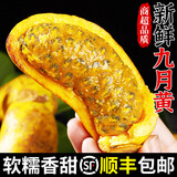 采缇（CAITI）新鲜九月黄八月瓜八月炸水果新鲜5斤当季野香蕉甜香瓜预知子孕妇 精选五斤装 大果精选装 单果120g左右