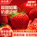 丹东草莓99红颜奶油水果礼盒生鲜 新鲜现货 源头直发 【泡沫箱】2斤装25-35g