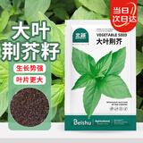 北蔬 荆芥种子苗菜籽河南大叶春四季播蔬菜种籽 大叶荆芥种子约1000粒