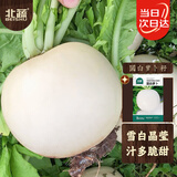 北蔬萝卜种子苗春不老大圆白萝卜甜脆冬春季蔬菜种籽 圆白萝卜种子15g