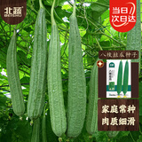 北蔬 丝瓜种子苗棱丝瓜菜瓜早熟阳台盆栽四季菜种籽 八棱丝瓜种子30粒