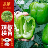 北蔬 辣椒苗青椒菜椒蔬菜苗活苗带土秧苗 绿青椒苗6棵源头直发包邮