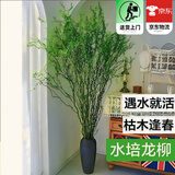 欧芽干枝雪柳泡水开花水培花卉室内花卉植物客厅卧室花卉干花 鲜枝龙柳1米高30支