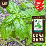 北蔬 罗勒种子苗大圆叶食用香料植物盆栽香草种籽 大叶罗勒种子600粒