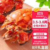 【活蟹】乾澄大闸蟹现货 精选全母蟹3.5-3.8两 8只 特大鲜活螃蟹河蟹海鲜礼盒源头直发