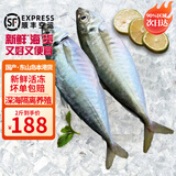 时寐东山县澳角村养殖巴浪鱼生态土豪巴浪鱼蓝圆鲹春节团圆饭食材净重 2斤4-5条