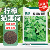 北蔬 猫薄荷种子可食用四季室内外盆栽花草籽 柠檬猫薄荷种子约1500粒