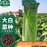 寿禾 青麻叶大白菜种子苗长筒形秋季蔬菜种籽 天津青麻叶种子10g*2袋