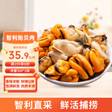 美加佳智利熟冻贻贝肉净重2斤（500g*2袋）100-200只 海鲜水产
