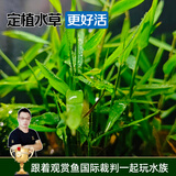 云峰海瑞水草活体懒人草鱼缸造景活体水草套餐鱼缸水草有茎类中后景真水草 【好养易活】南美青竹（5只一组）
