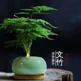iosn小文竹植物盆栽室内办公室摆件茶书房桌面绿植花卉好养客厅小盆景 文竹+纷青冰裂陶瓷盆+竹托