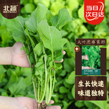 北蔬 芝麻菜种子种苗臭菜火箭生菜四季小青菜种籽 大叶芝麻菜种子10g
